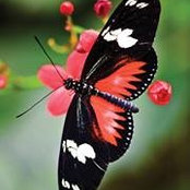 Cheryl Braxton's photo