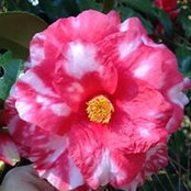 Dena Johnsons billede