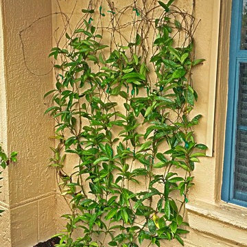 Garden Designs