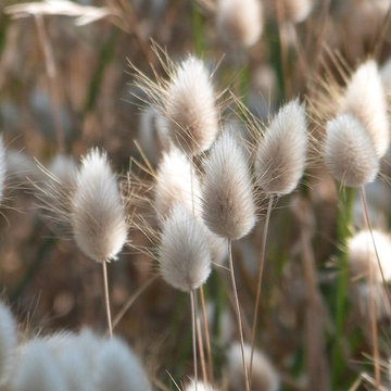 Prairies sauvages