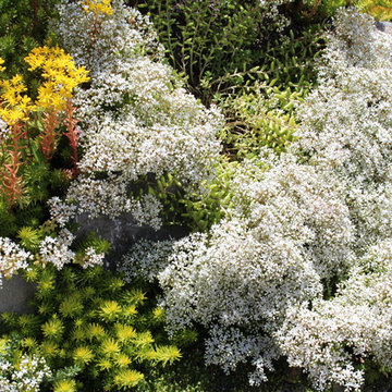 Marian's minimal maintenance - front garden