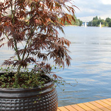 Plants and Gardens