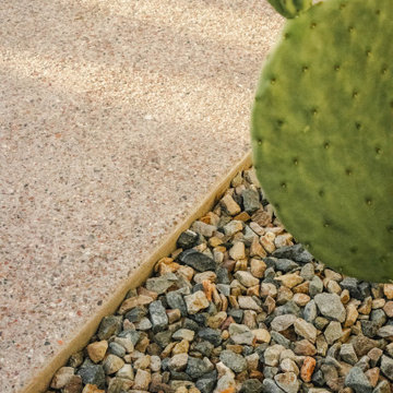 Desert Fern