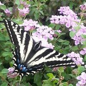 BlackButterfly Friday's photo