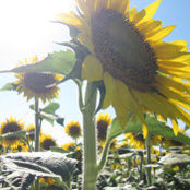 Janene Gier's photo