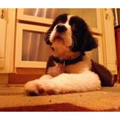 Robert Firth-Arnold's photo
