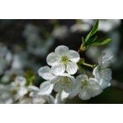 Bonnie Reardan's photo