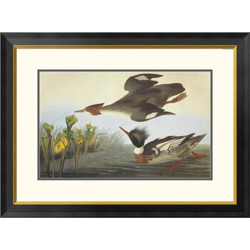 "Red-Breasted Merganser" Framed Digital Print by John James Audubon, 32x24"
