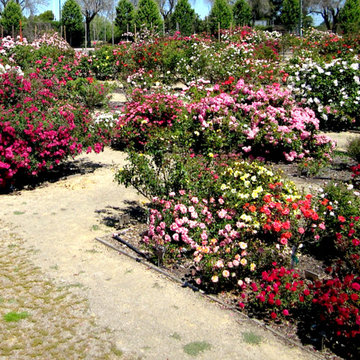 Heritage Rose Garden San Jose