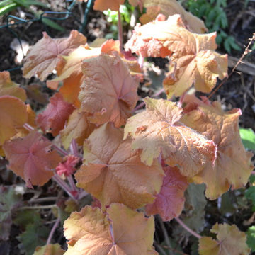 DIY Landscape - Woodland or Shade Gardening