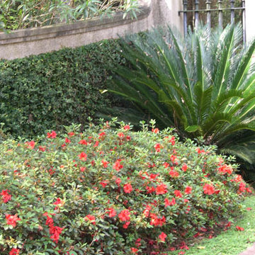 Encore Azalea Landscape