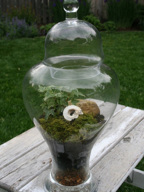 Terrarium Containers Houzz