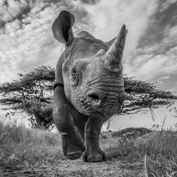 Road Block, Lewa, Kenya.