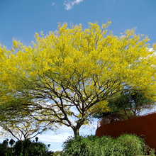 Trees