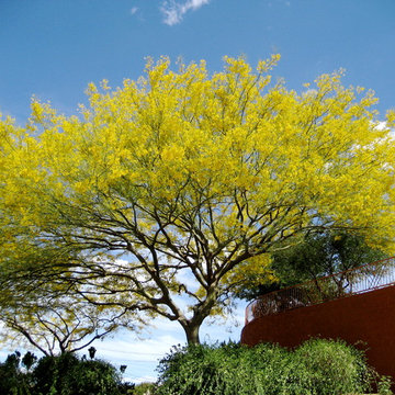 Palo Verde Tree