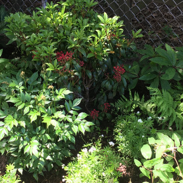 Deep shade and rain garden