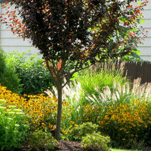 outdoor & gardens