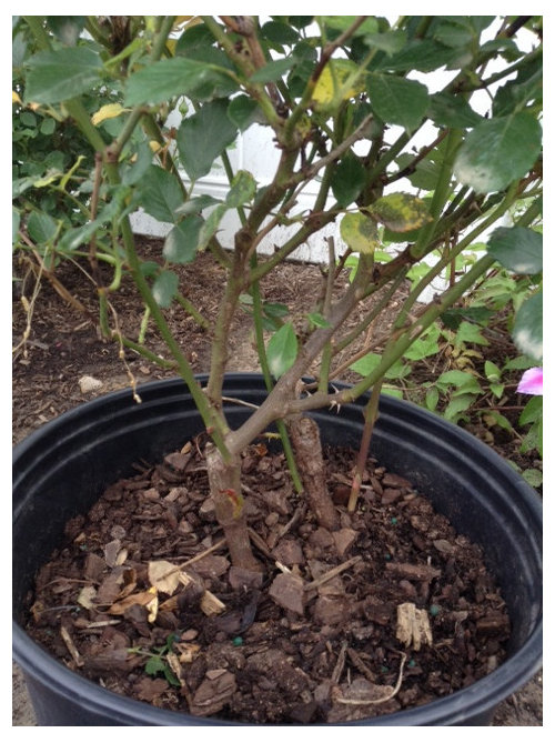Two rose bushes in one pot
