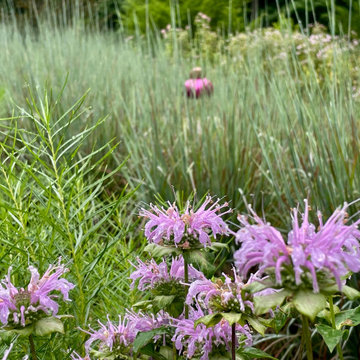 Native Meadow