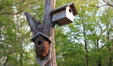 Build a Beautiful Bird House for a Garden That Sings
