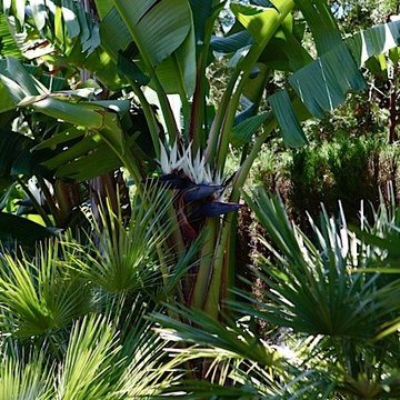 jardines de casa jazmín.
