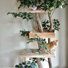 Cat room