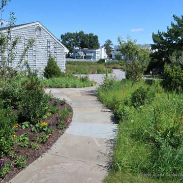 Living Shoreline