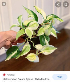 Is This A Philodendron Brasil