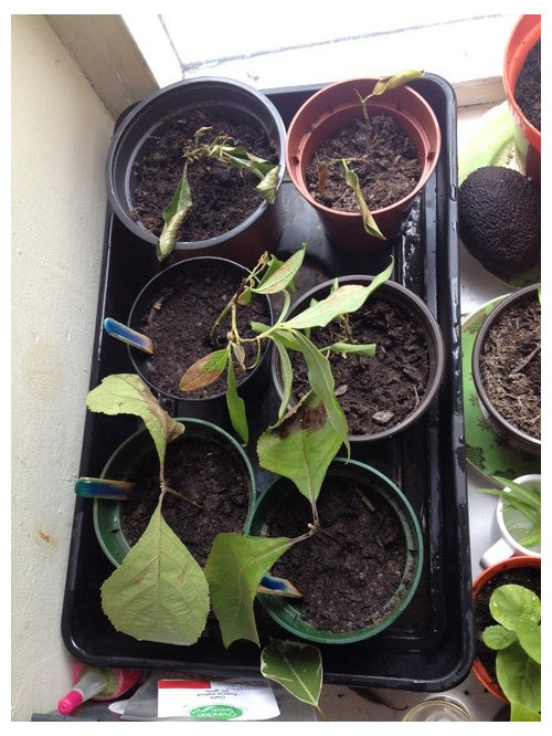 Help! Cuttings turning brown!