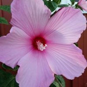 Jo Ellen Craghead's photo