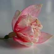 Foto von Alison Thorburn