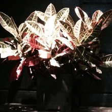 Flowers And Plants