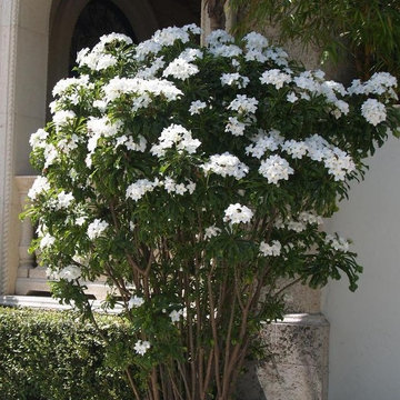 Plants we love