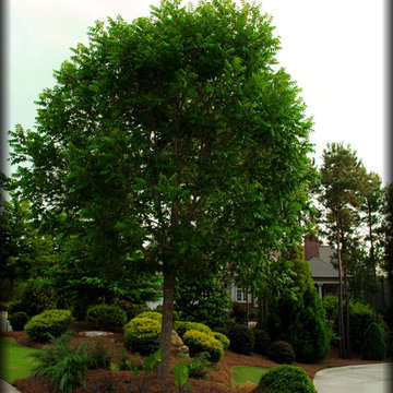 Annual Beds