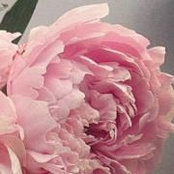 Sandra Dimitrakopoulos's photo