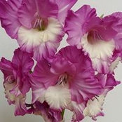 Deby Woods's photo