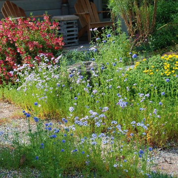 Gilia capitata, Globe gilia