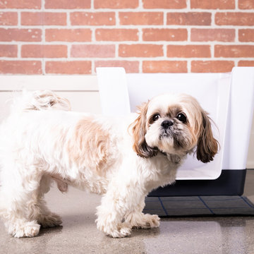 Dog Space