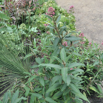 Congo