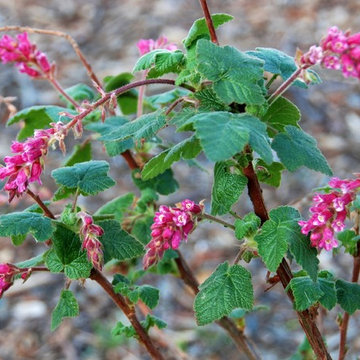 Ribes malvaceum 'Ortega Beauty'
