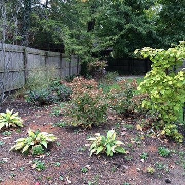 Hosta 'Golden Meadow' and More
