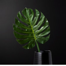Pet safe houseplants
