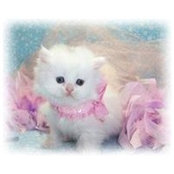 Lynn Kuyek's photo