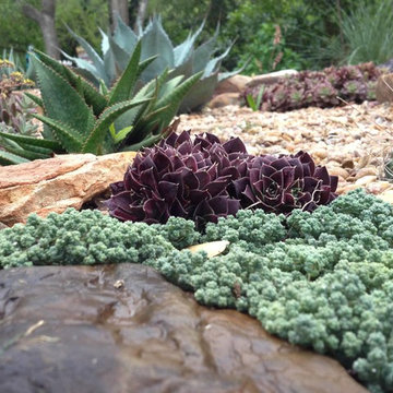 Miscellaneous Cacti & Succulent Landscapes by Rhinamic