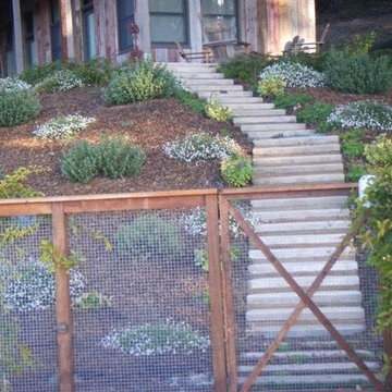 Hillside Plantings