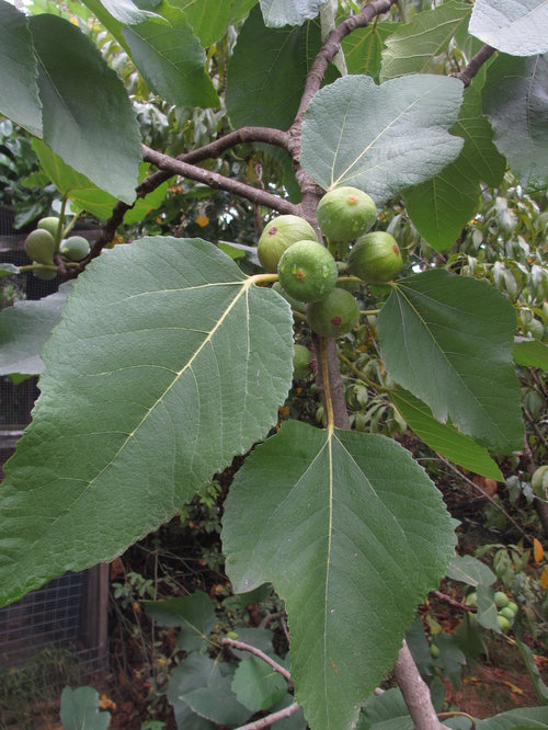 Seeking Fig identification