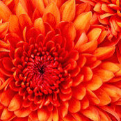 Melissa Knowles's photo