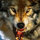 Grey Wolf