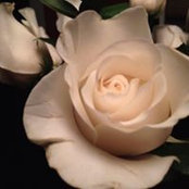 Jeff MacGregor's photo