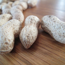 Plant Profile: Easy-to-Grow Peanuts